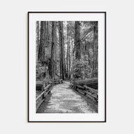 Muir Woods National Monument Photo B&W Poster
