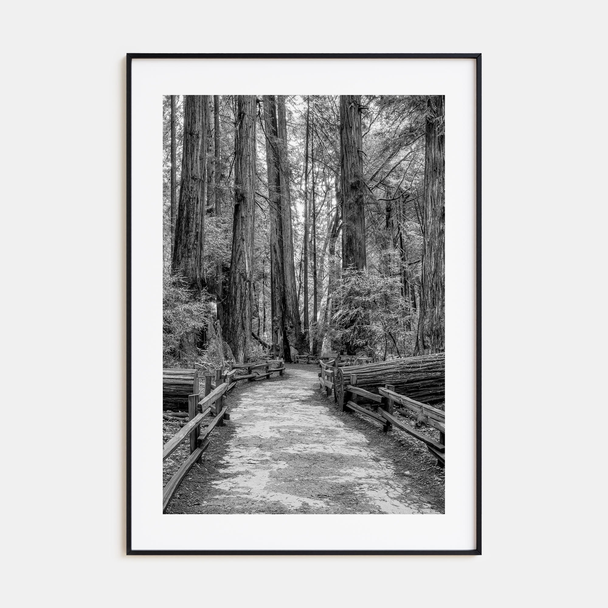 Muir Woods National Monument Photo B&W Poster