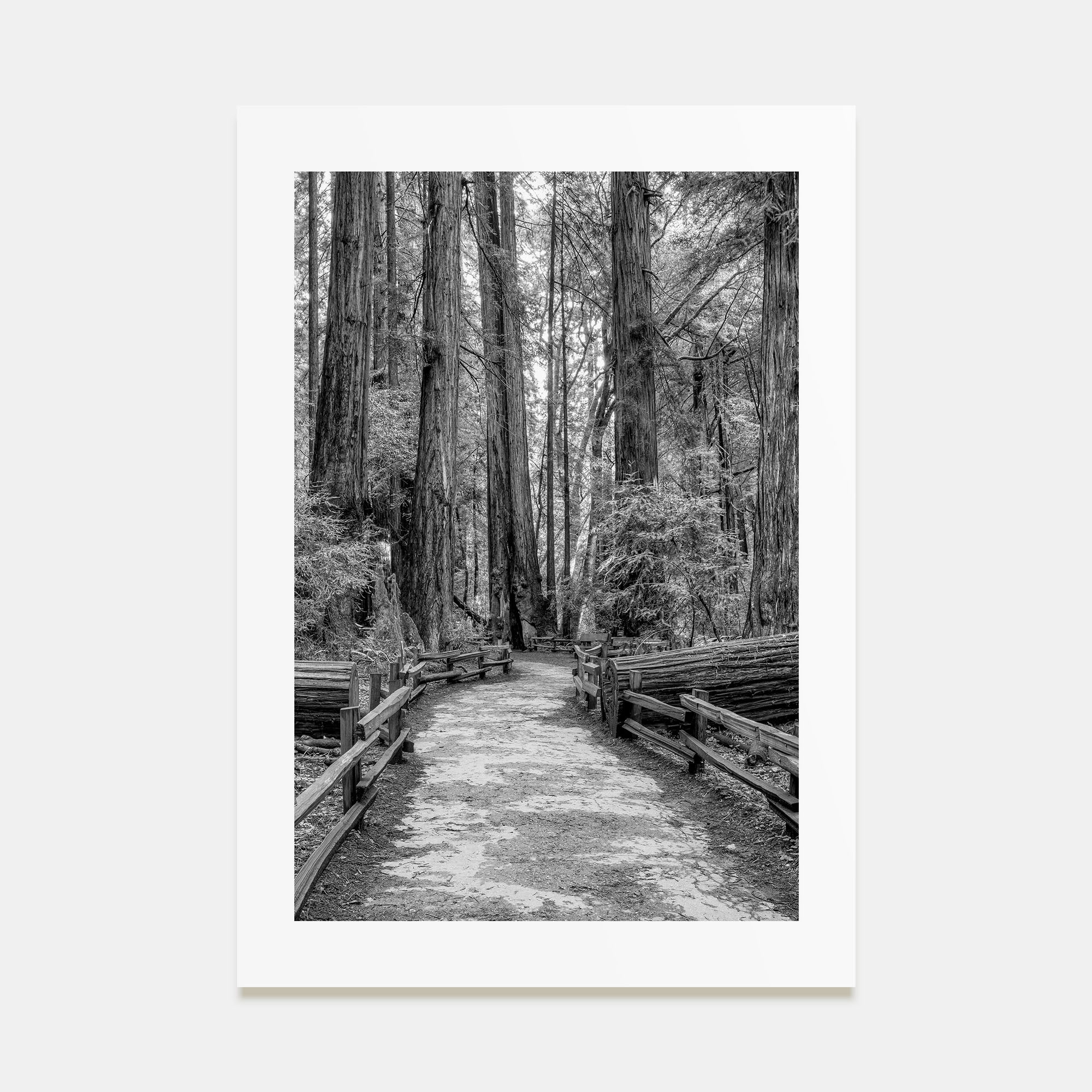 Muir Woods National Monument Photo B&W Poster
