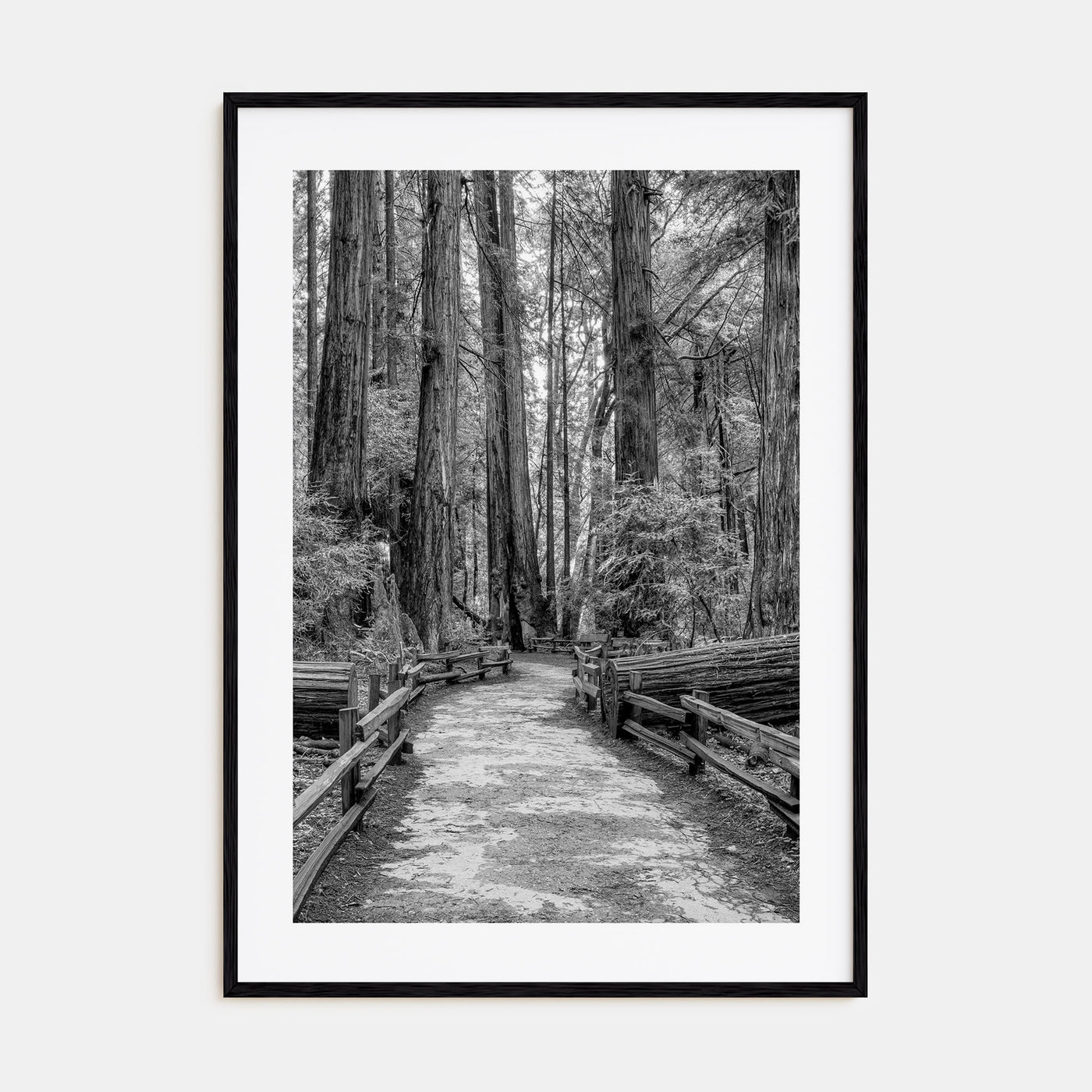 Muir Woods National Monument Photo B&W Poster