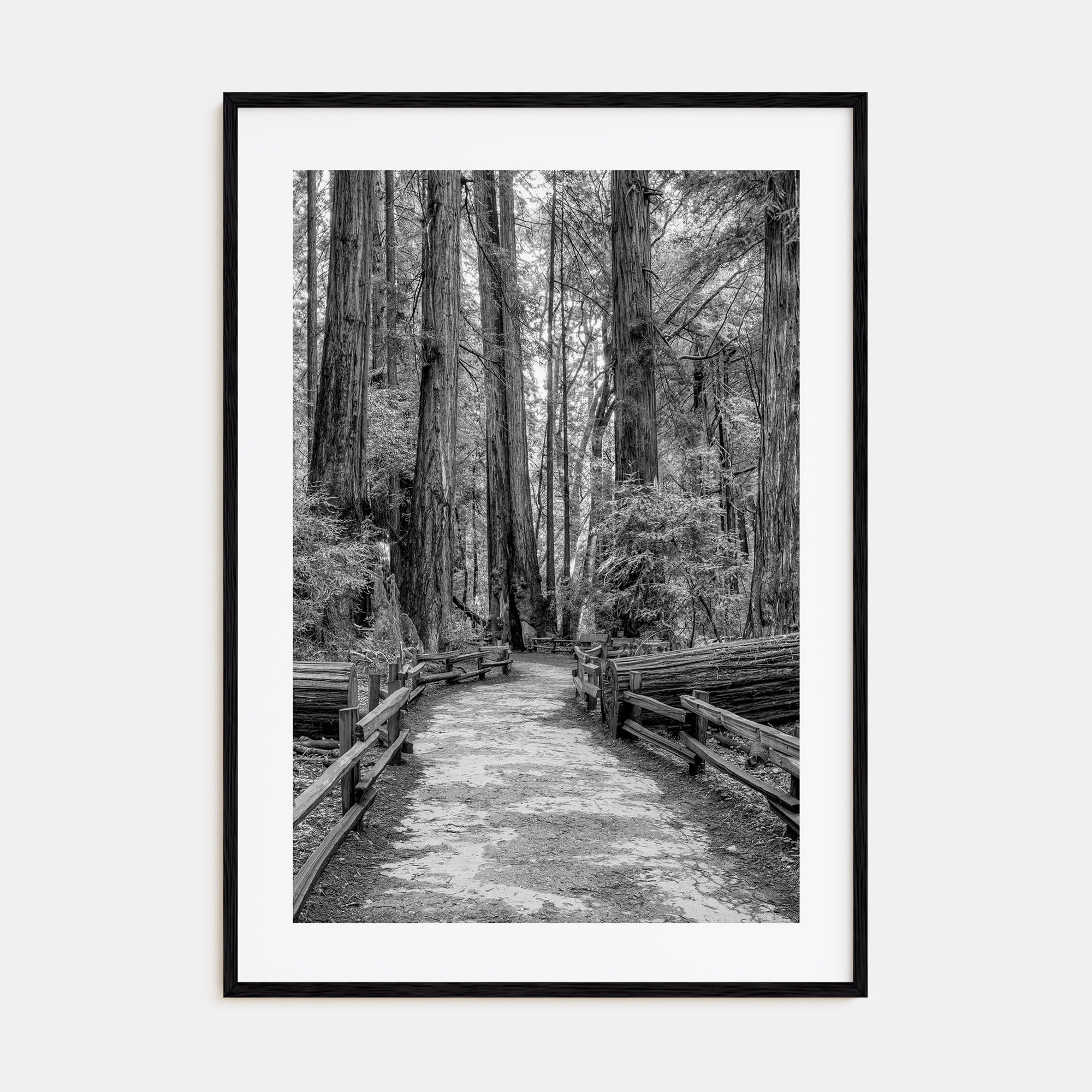Muir Woods National Monument Photo B&W Poster