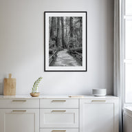 Muir Woods National Monument Photo B&W Poster