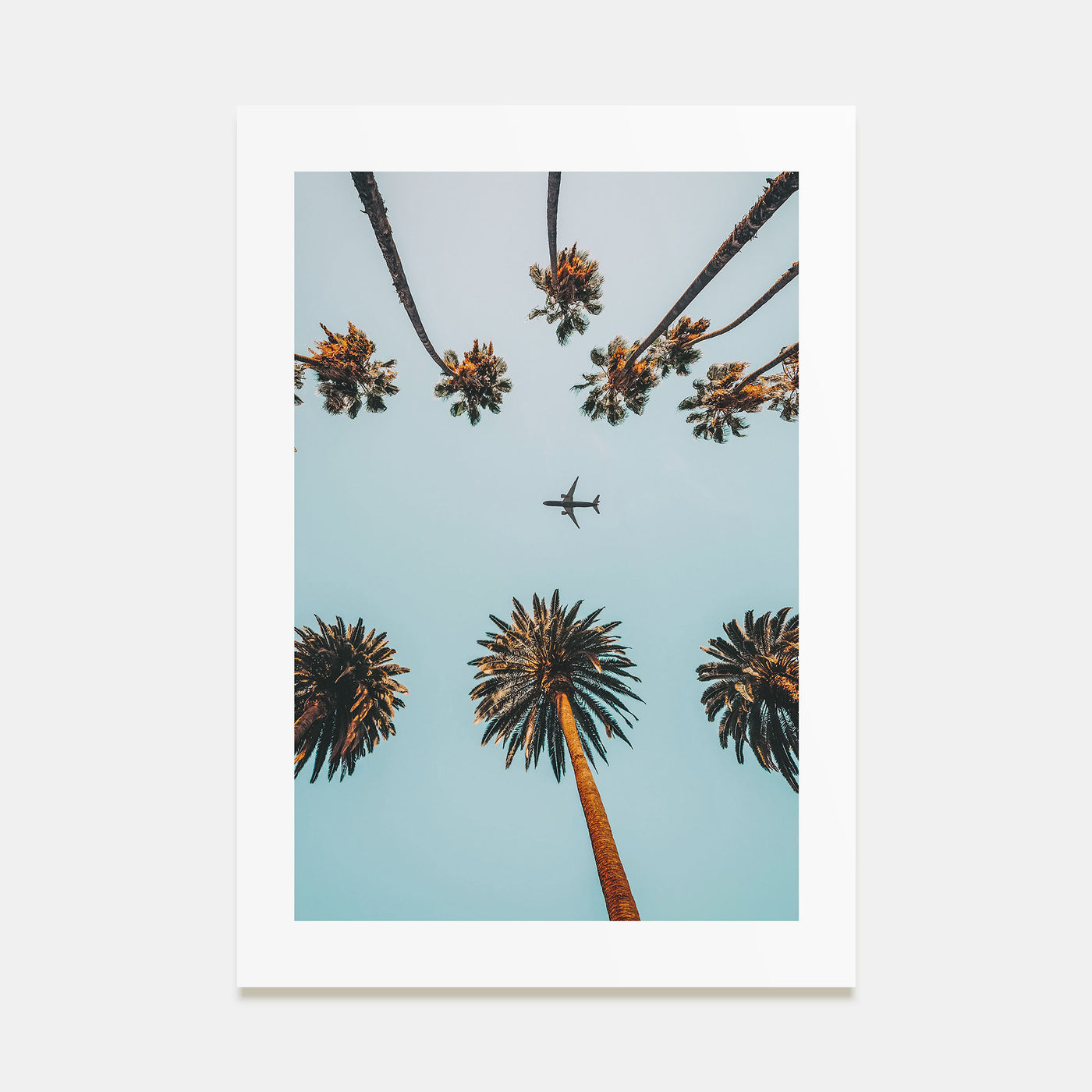 Palm Trees, Sky and Aircraft Photo Color Poster