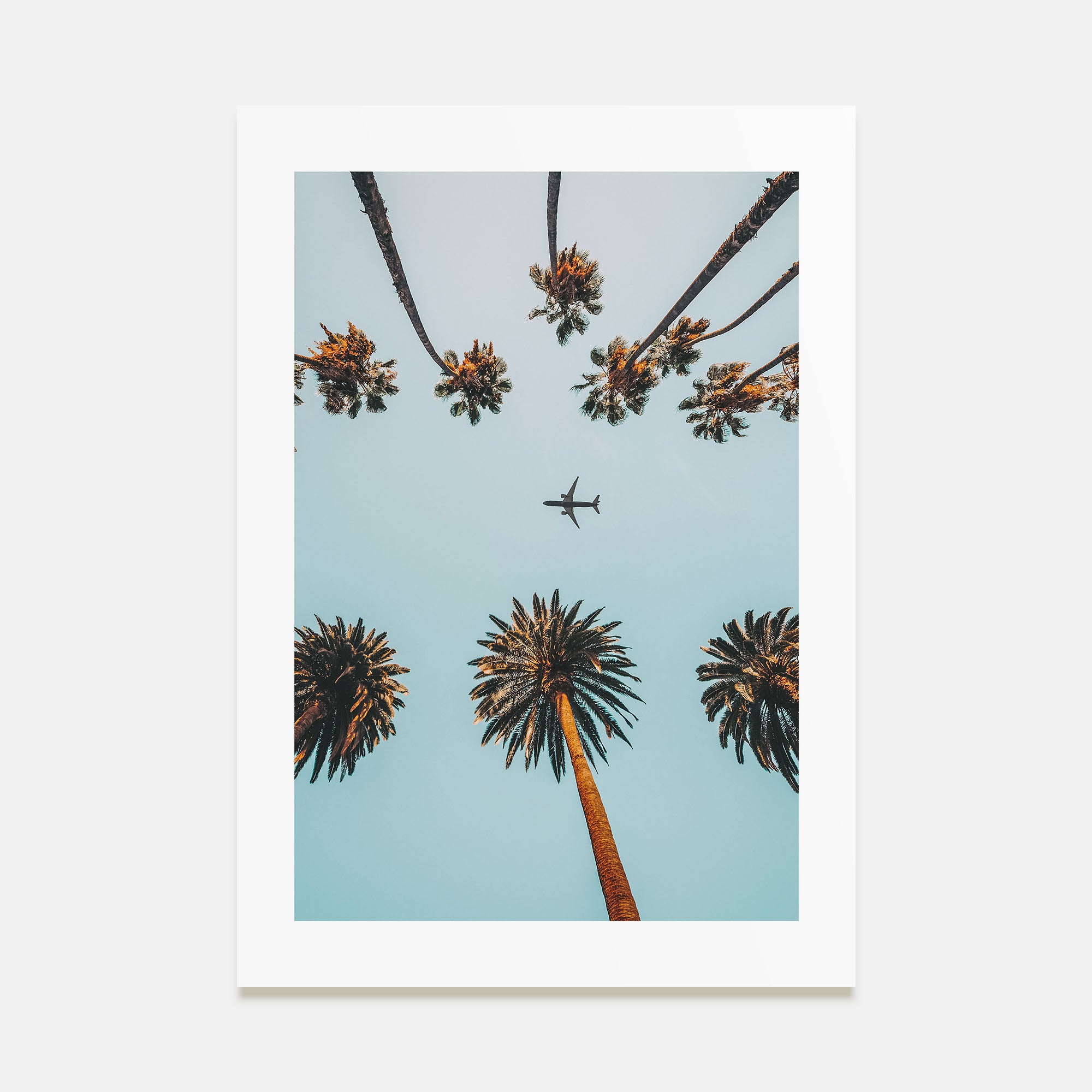 Palm Trees, Sky and Aircraft Photo Color Poster