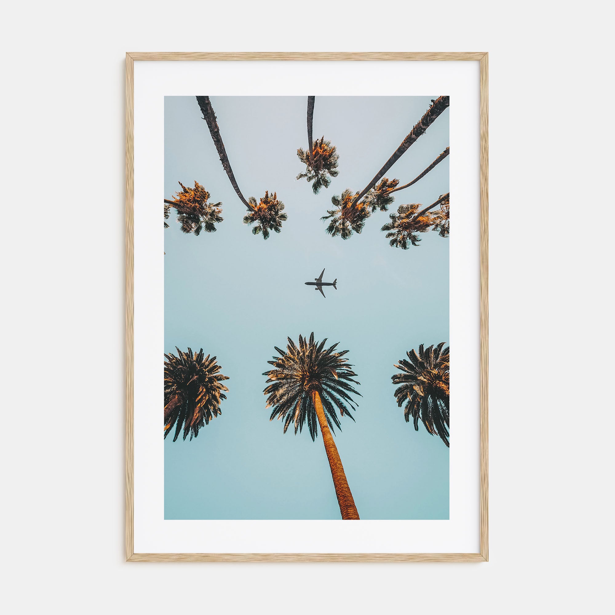 Palm Trees, Sky and Aircraft Photo Color Poster