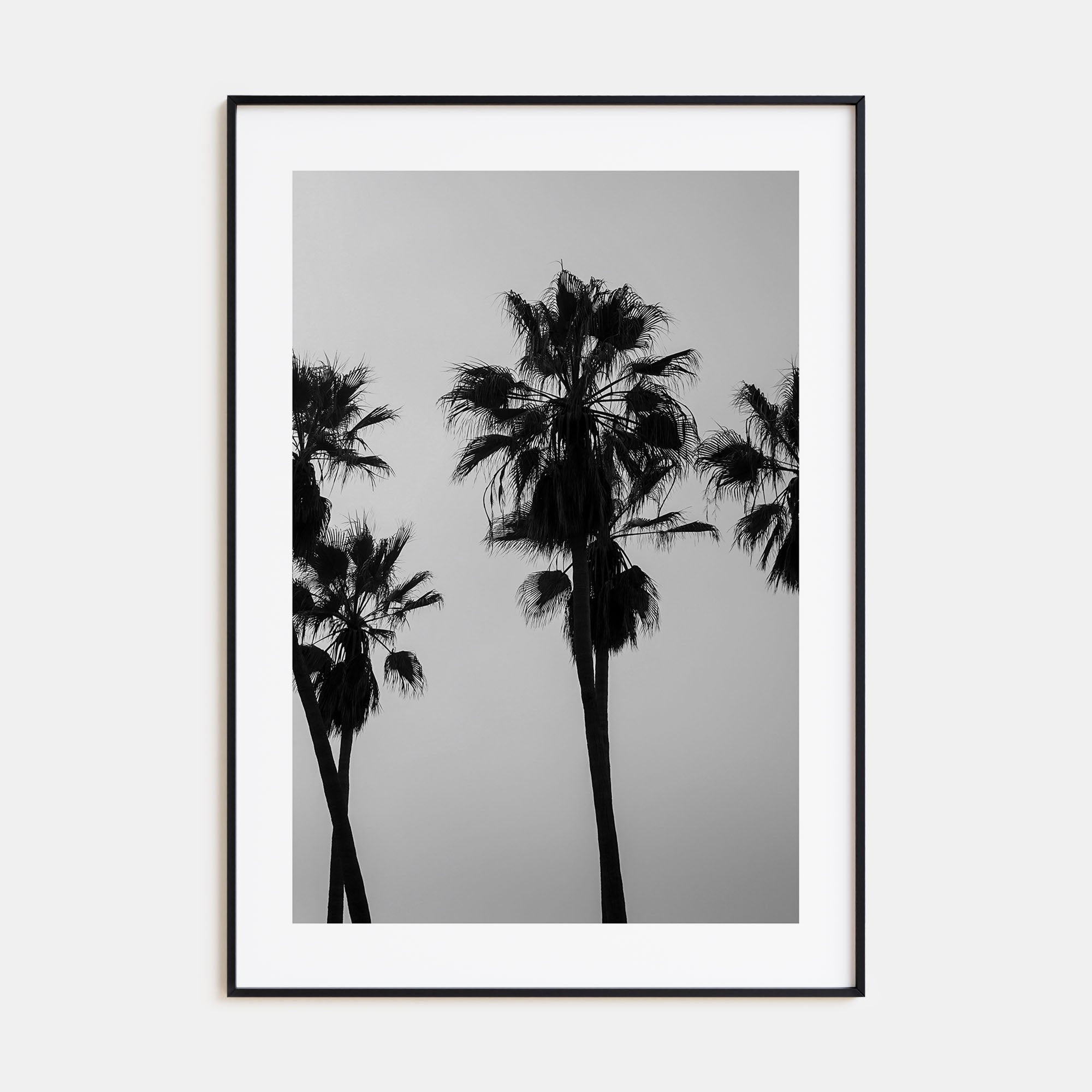 Palms Photo B&W Poster