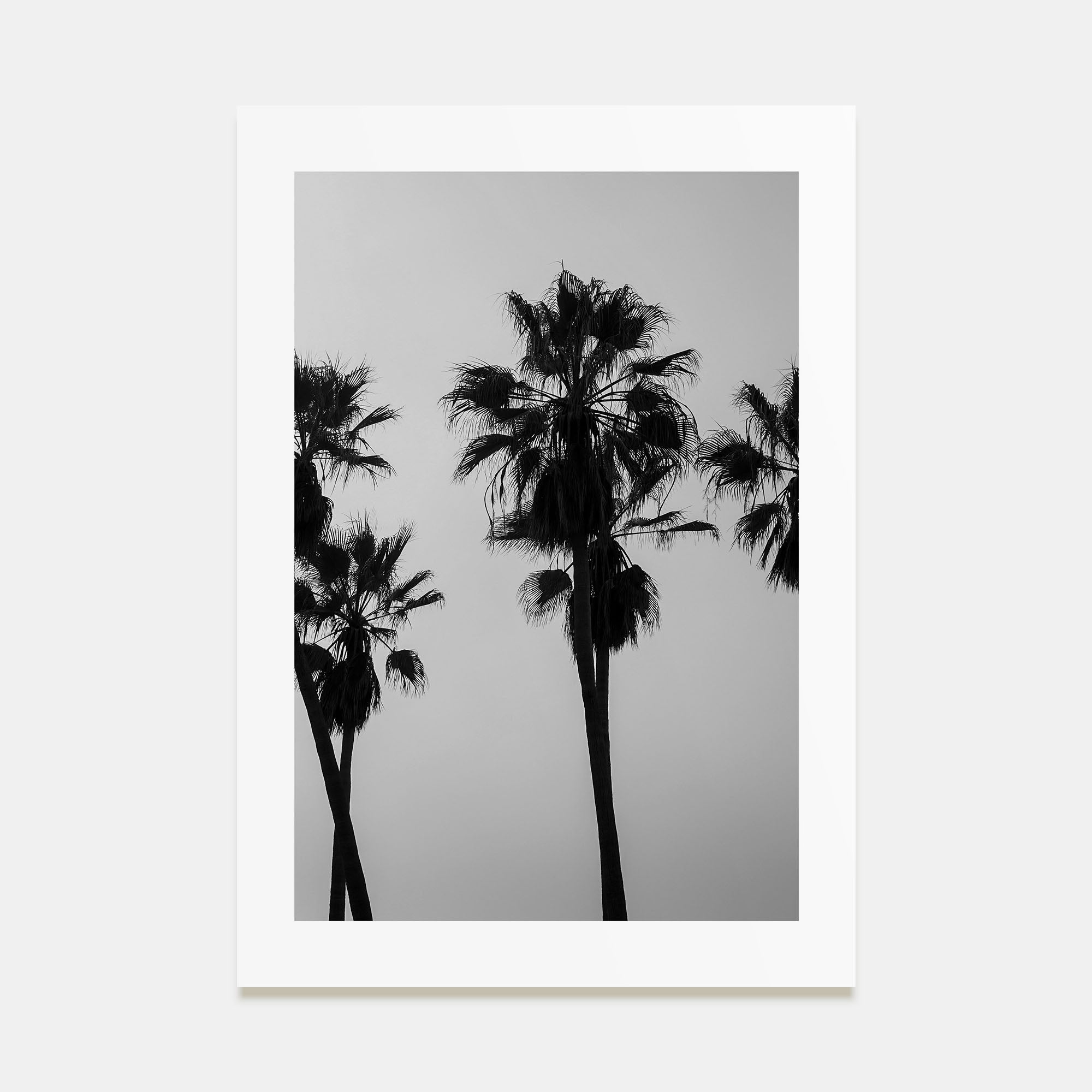 Palms Photo B&W Poster