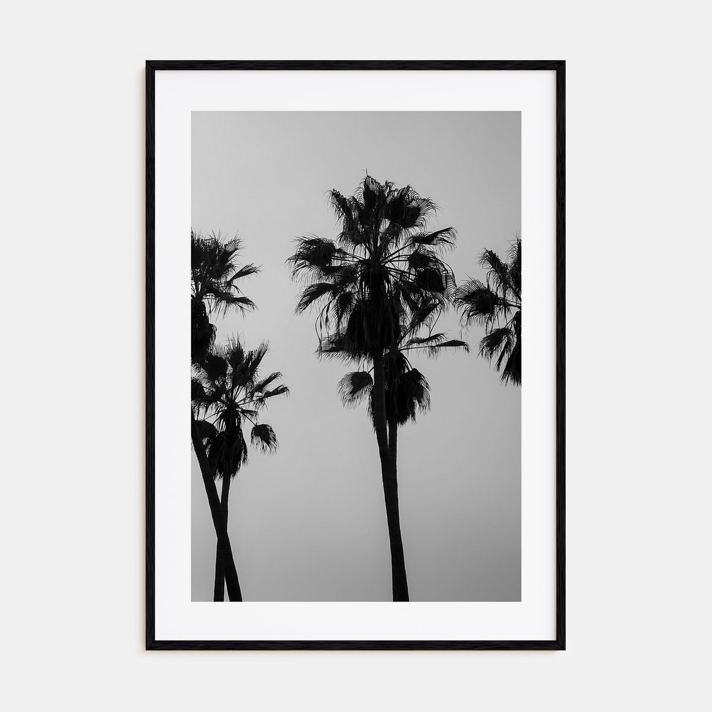 Palms Photo B&W Poster