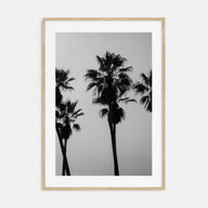 Palms Photo B&W Poster