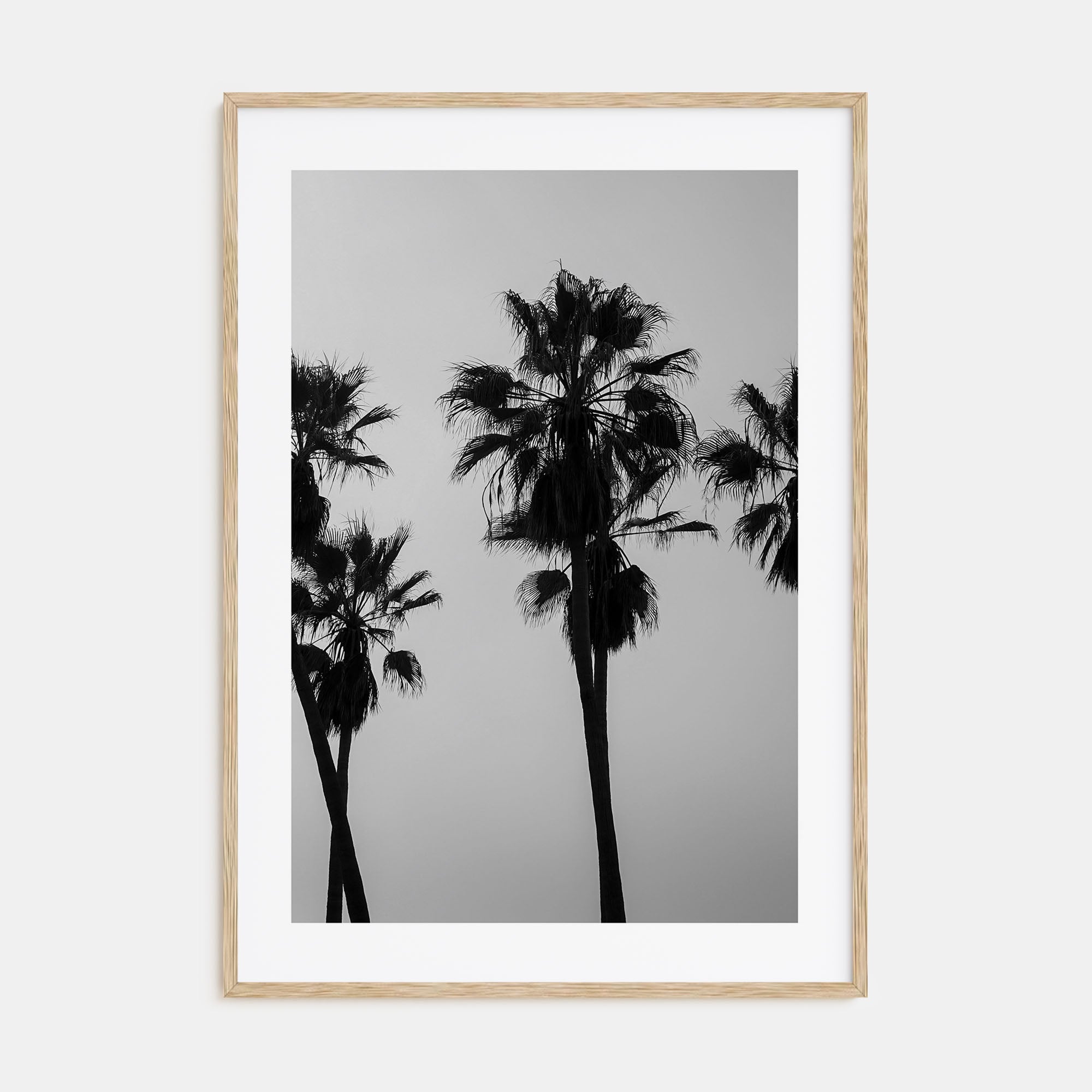 Palms Photo B&W Poster