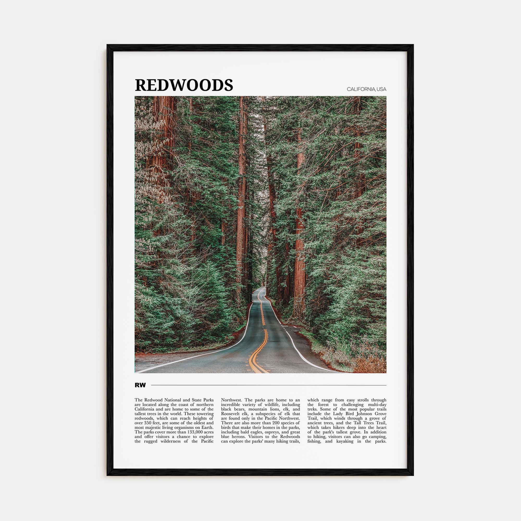 Redwoods Travel Color Poster
