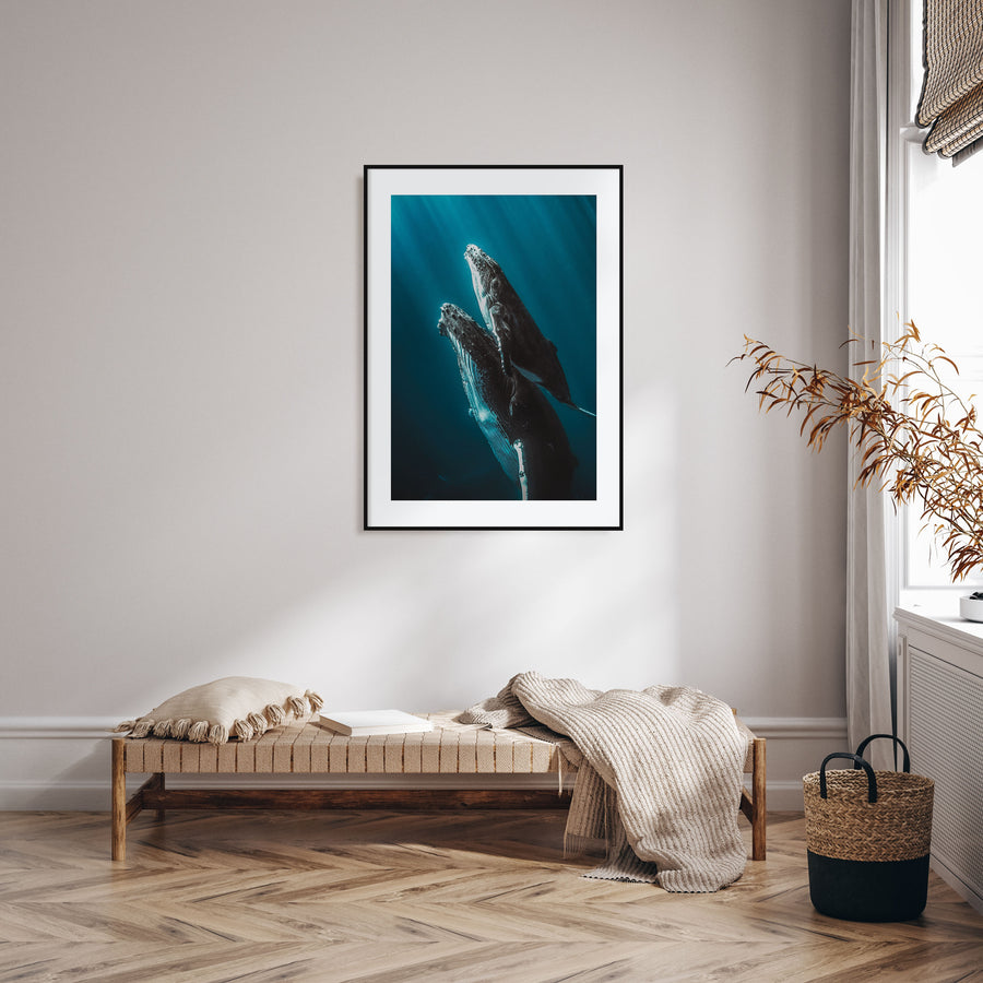 Whale Photo Color No 6 Poster